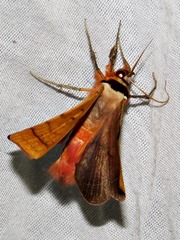 Hypopyra capensis
