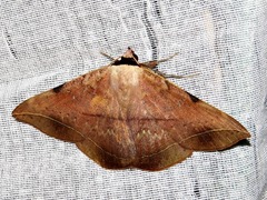 Hypopyra capensis