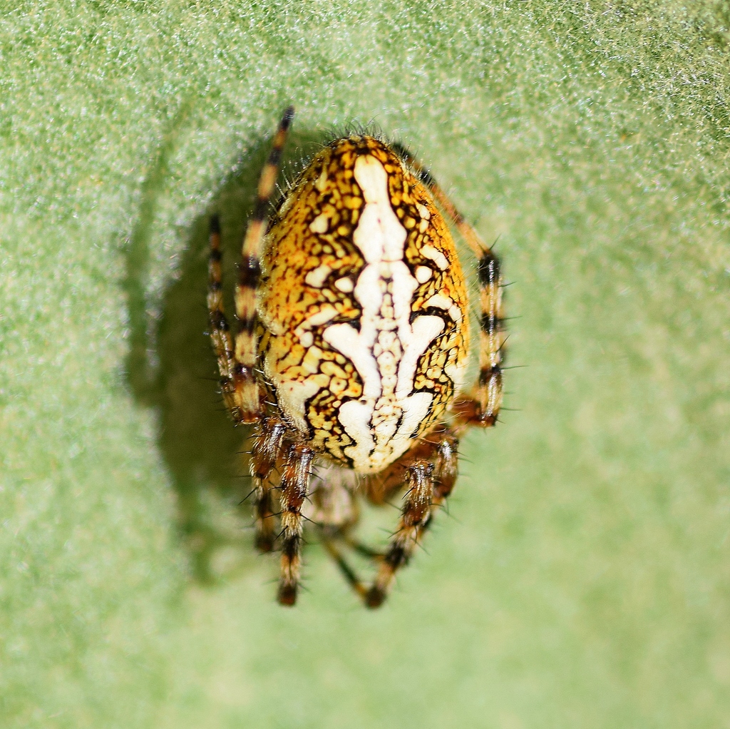 Aculepeira