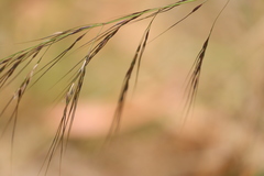 Austrostipa stuposa