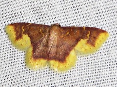 Syngatha latiflavaria
