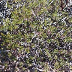 Comarostaphylis polifolia