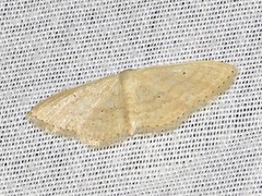 Scopula minorata