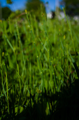 Equisetum × nelsonii