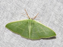 Neromia rubripunctilla