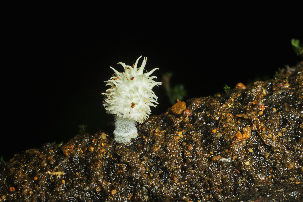 Mycena spinosissima · October 2020 · photo: © danielmesa1 (iNaturalist, cc-by)