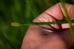 Equisetum × nelsonii