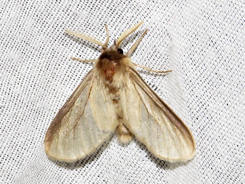 Apisa