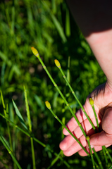 Equisetum × nelsonii