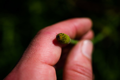 Equisetum × nelsonii