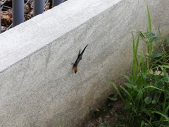 Gonatodes albogularis fuscus