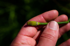 Equisetum × nelsonii