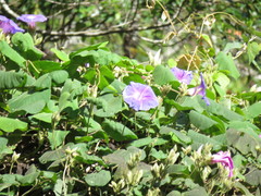 Ipomoea villifera