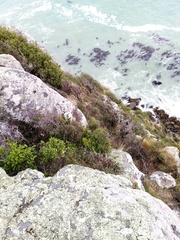 Asplenium oblongifolium