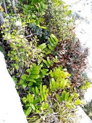 Asplenium oblongifolium