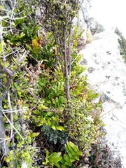 Asplenium oblongifolium