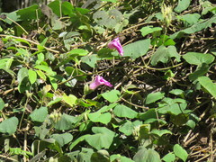Ipomoea villifera