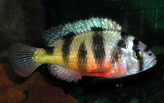 Cichlid photo 2