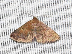 Cerynea thermesialis