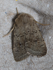 Homorthodes communis