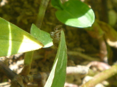 Salticidae