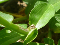 Salticidae