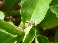 Salticidae