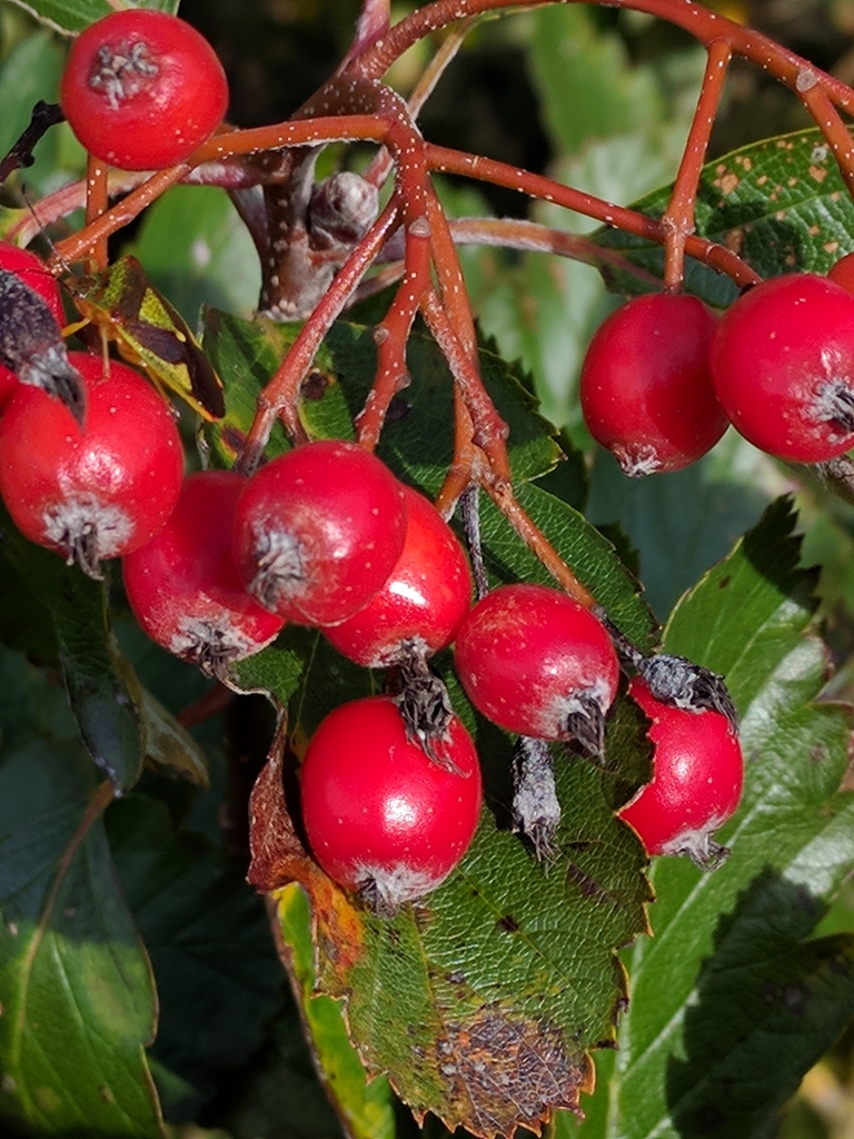 Scandosorbus
