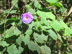 Ipomoea villifera