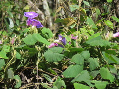 Ipomoea villifera