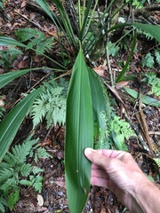 Cordyline petiolaris