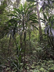 Cordyline petiolaris
