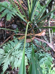 Cordyline petiolaris