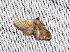 Cerynea thermesialis