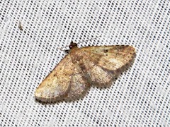 Cerynea thermesialis