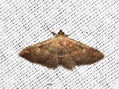 Cerynea thermesialis