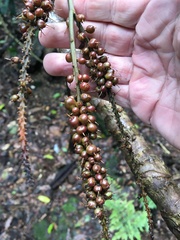 Cordyline petiolaris