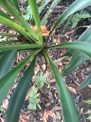 Cordyline rubra