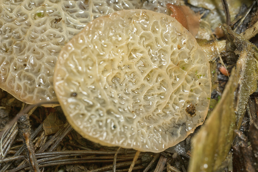 Auricularia delicata · October 2020 · photo: © danielmesa1 (iNaturalist, cc-by)