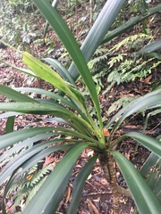 Cordyline rubra