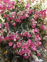 Viviania marifolia