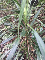 Cordyline rubra