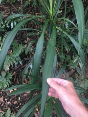 Cordyline rubra