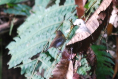 Rufous-Chested Flycatcher photo 4