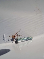 Latrodectus geometricus