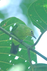 Chloropsis cyanopogon