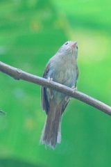 Cyanoderma rufifrons