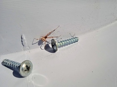 Latrodectus geometricus