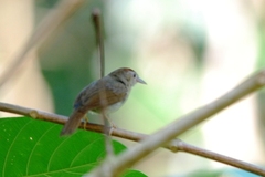 Cyanoderma rufifrons