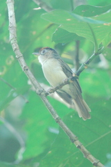 Malacopteron cinereum